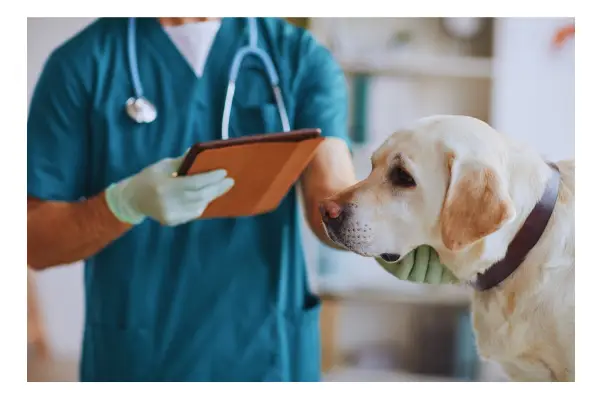 veterinário orientando tutor sobre ração hipoalergênica ou hidrolisada