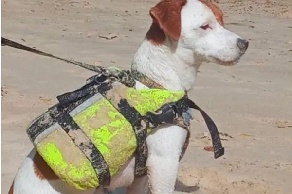 Jack Russell Yago brincando ao ar livre e gastando energia
