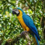 Quanto Custa uma Arara? O Preço Real e o Custo de Ter Uma Arara-canindé azul e amarela empoleirada, uma das araras legalizadas mais comuns no Brasil