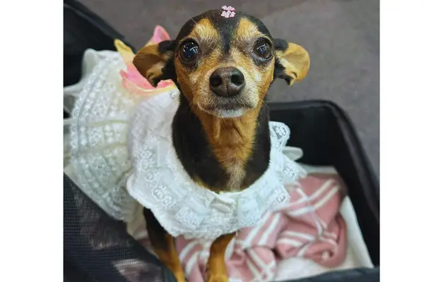 Shakira Mimada ainda filhote, Pinscher recém-adotada