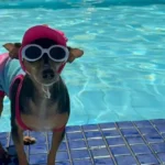 Shakira Mimada: a Pinscher que Virou Pet Influencer e Escolheu a Própria Família Shakira Mimada, cachorra Pinscher pet influencer