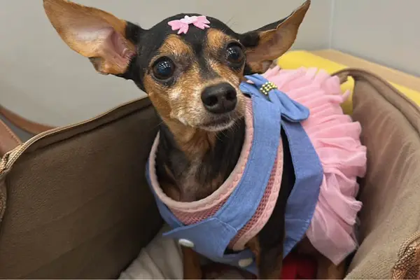 Shakira Mimada, cachorra Pinscher pet influencer, posando para foto