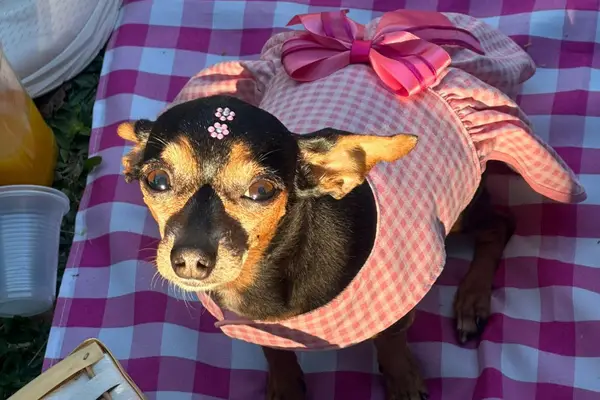 Shakira Mimada de perfil, exemplo do temperamento da raça Pinscher