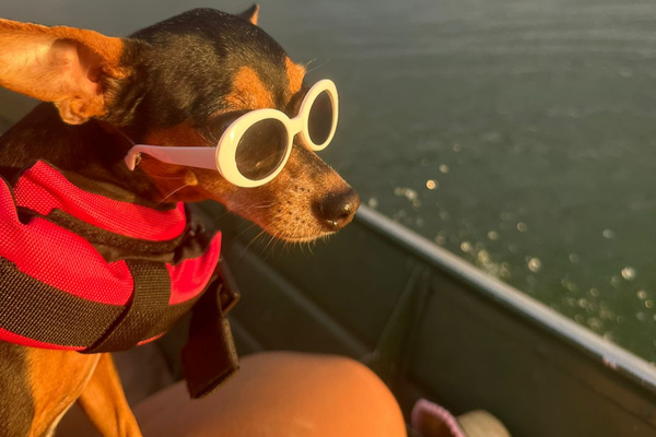 Shakira Mimada no colo da tutora, o vínculo da Pinscher com a família