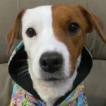 Yago: a História do Jack Russell “Fora da Curva” da Família Fiducas Yago, o Jack Russell da Família Fiducas