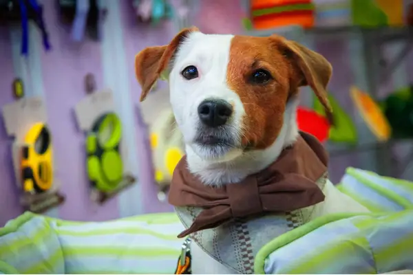 Yago filhote, Jack Russell da Família Fiducas