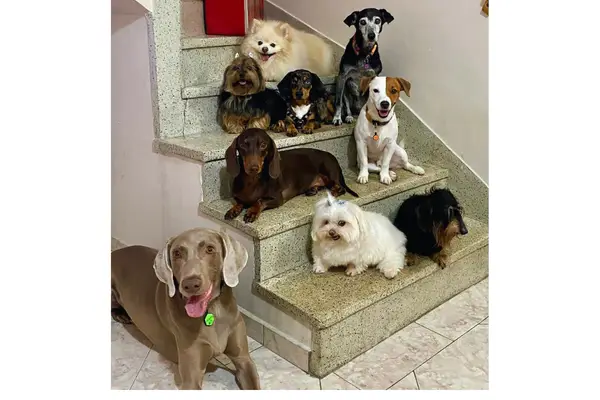 Jack Russell Yago convivendo com outros cães e gatos
