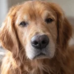Seu Cachorro Pisca Mais Quando Você Pisca — Mas Só Com Você, Diz Estudo Cachorro olhando para o dono com olhar suave, como se estivesse piscando