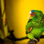 Cientistas Ensinaram Papagaios a Fazer Videochamada — e Eles Fizeram Amizades Papagaio de estimação colorido em close, olhando para a câmera