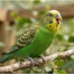 Seu Periquito Fala Como Gente — e a Ciência Acabou de Descobrir Por Quê Periquito-australiano verde de bico aberto vocalizando, ilustrando por que o periquito fala como gente