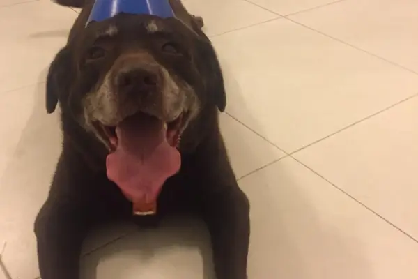 Toddy, cão da Família Fiducas