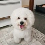 A Regra dos 7 Anos Está Errada: Veja a Idade Real do Seu Cachorro Calculadora de idade do cachorro: descubra a idade do seu cão em anos humanos