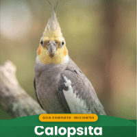 Capa do e-book Calopsita Feliz