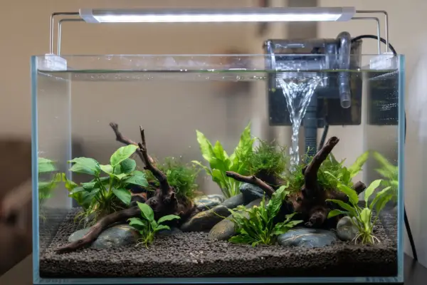 ciclagem do aquário sem peixe: aquário novo com filtro ligado